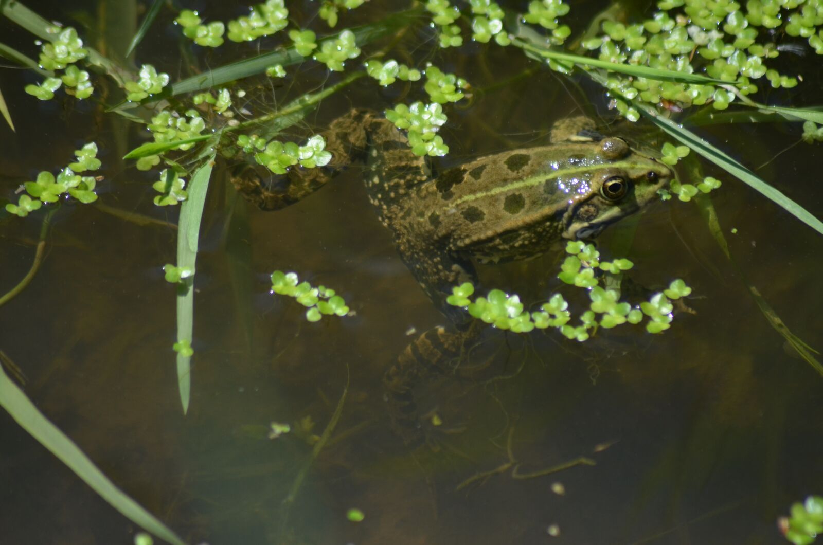 Nikon D5100 sample photo. Green frog, mare, marsh photography