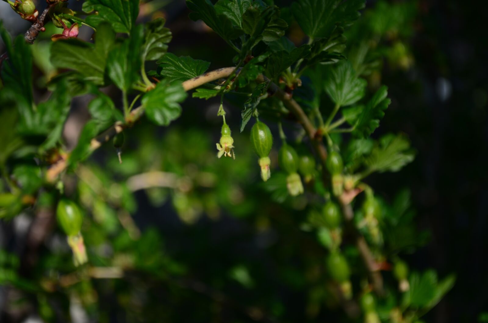 Nikon D5100 sample photo. Gooseberry, green, berry photography
