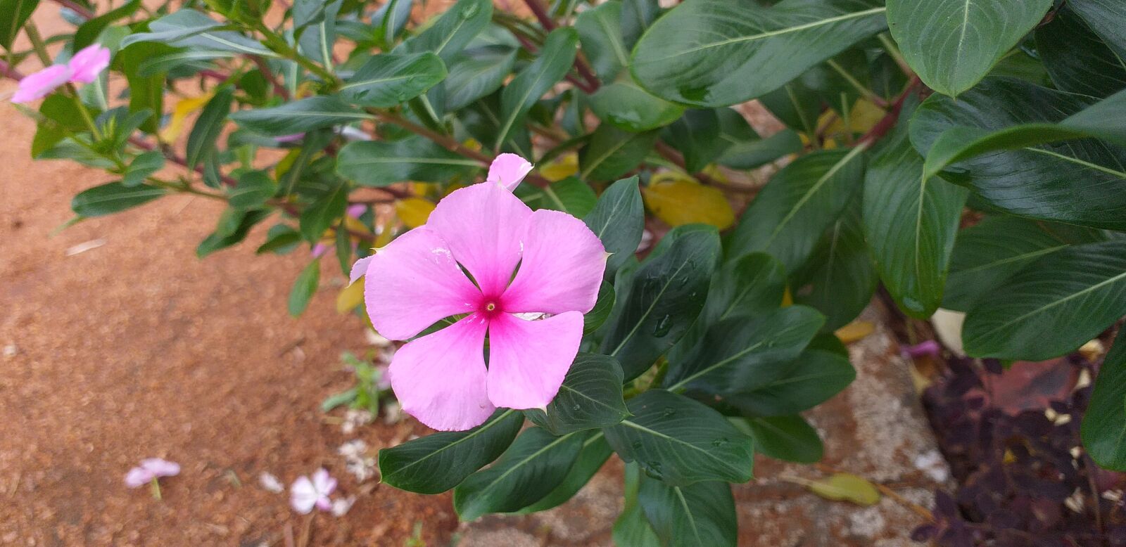 Samsung Galaxy J6+ sample photo. Flower, nature, naturelove photography