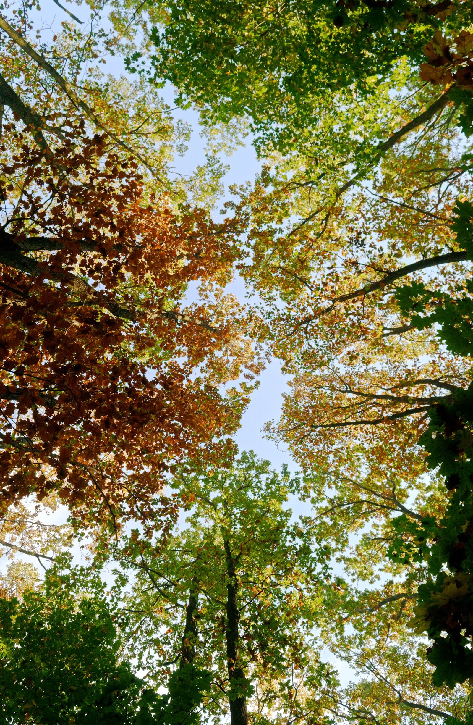 Nikon D3100 sample photo. Landscape, autumn, trees photography