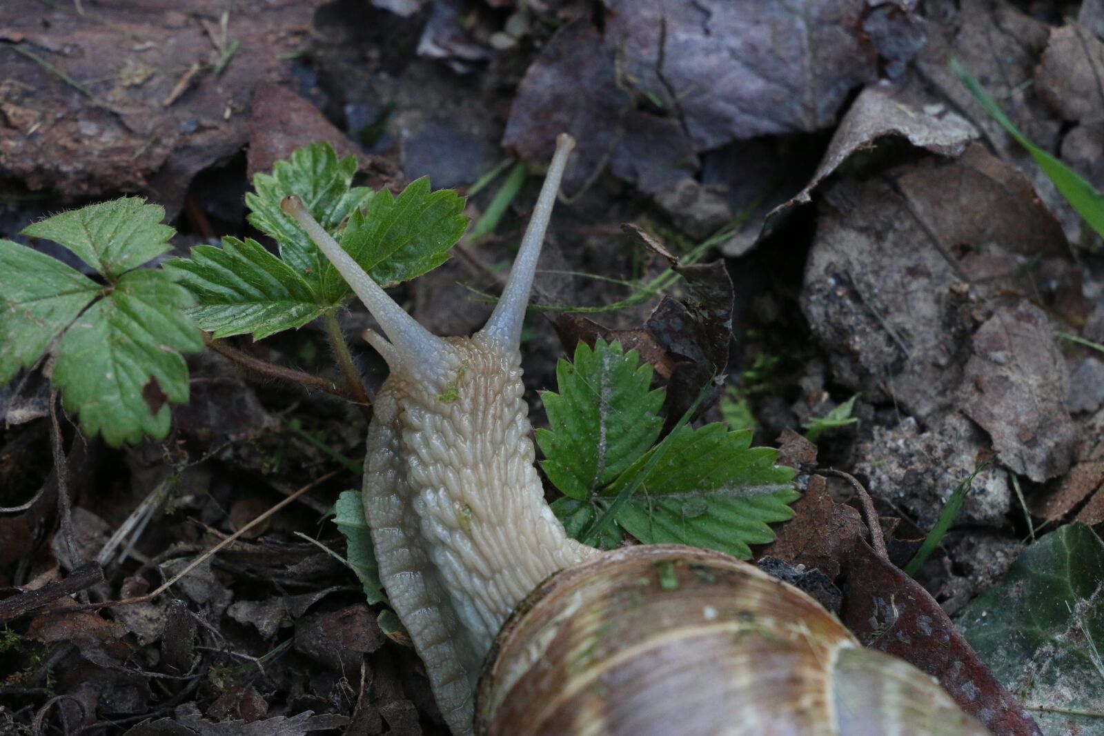 Canon EOS 70D sample photo. Macro, prato, grass photography