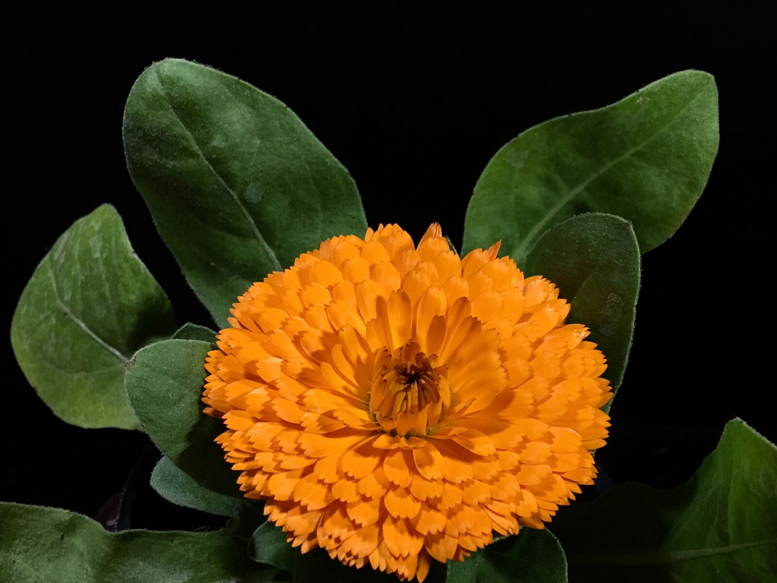 iPhone 6s Plus back camera 4.15mm f/2.2 sample photo. Yellow flower, petals yellow photography