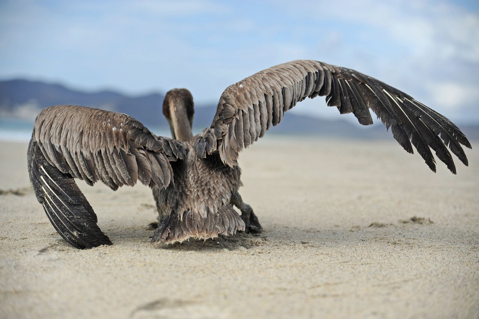 Nikon D700 sample photo. Pelican, beach, sea photography