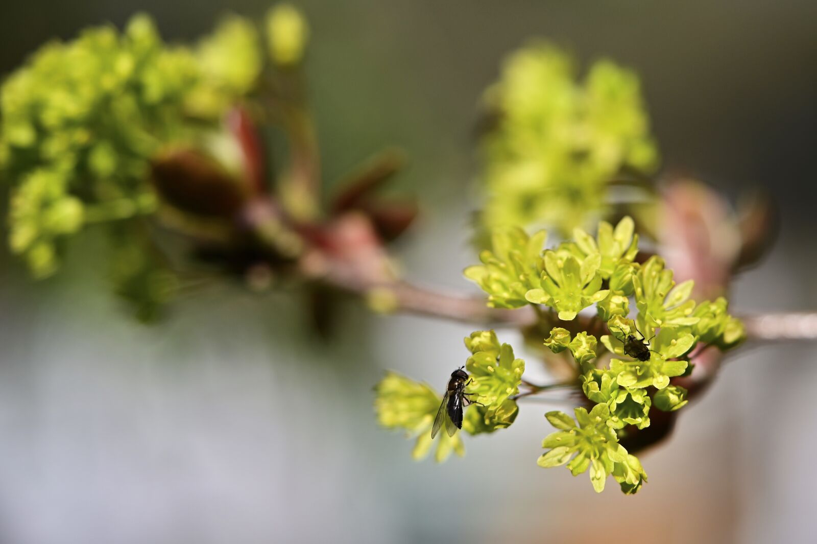 Nikon Z6 sample photo. Maple, flowers, light green photography