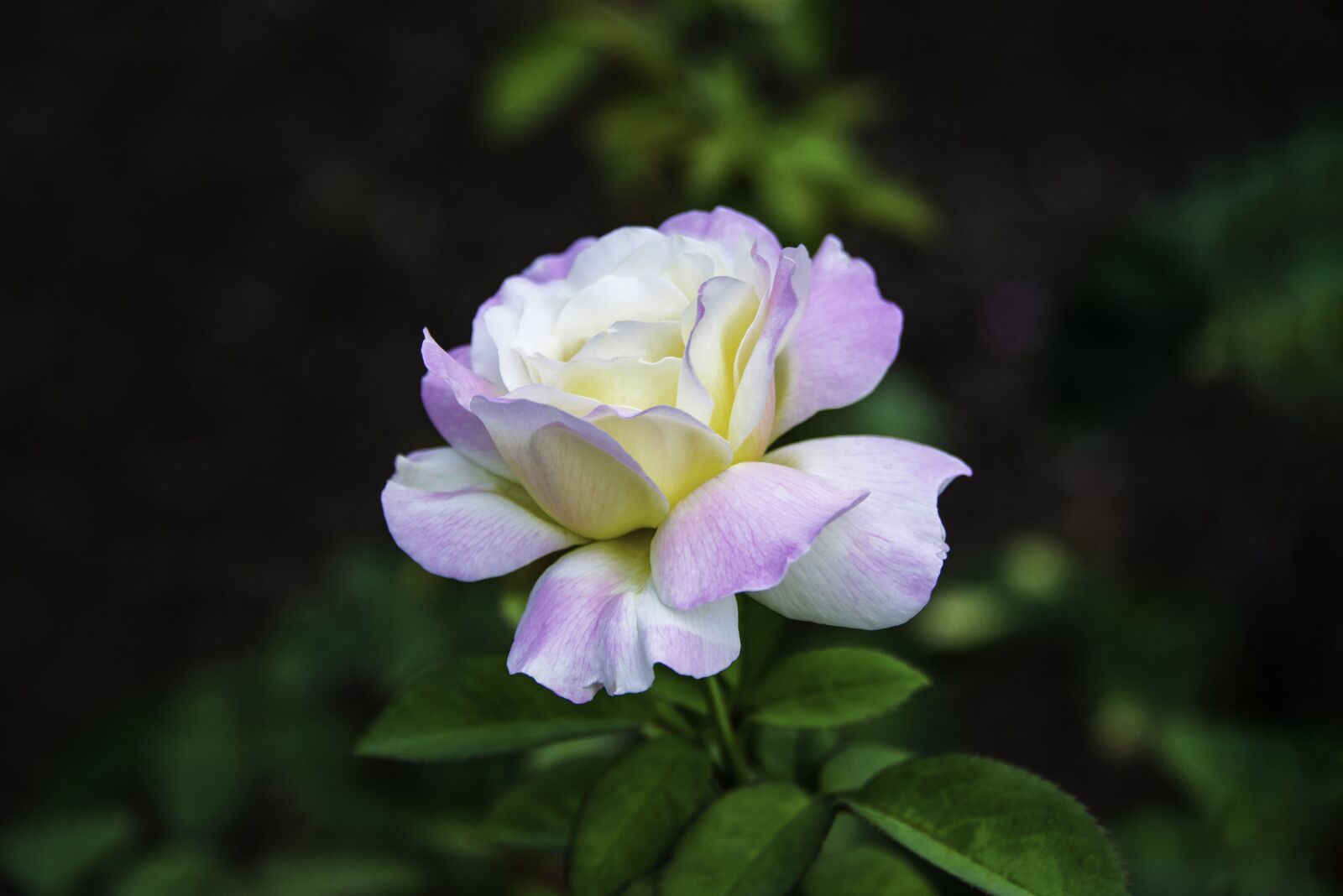 Nikon D800 sample photo. Rose, flower, petals photography