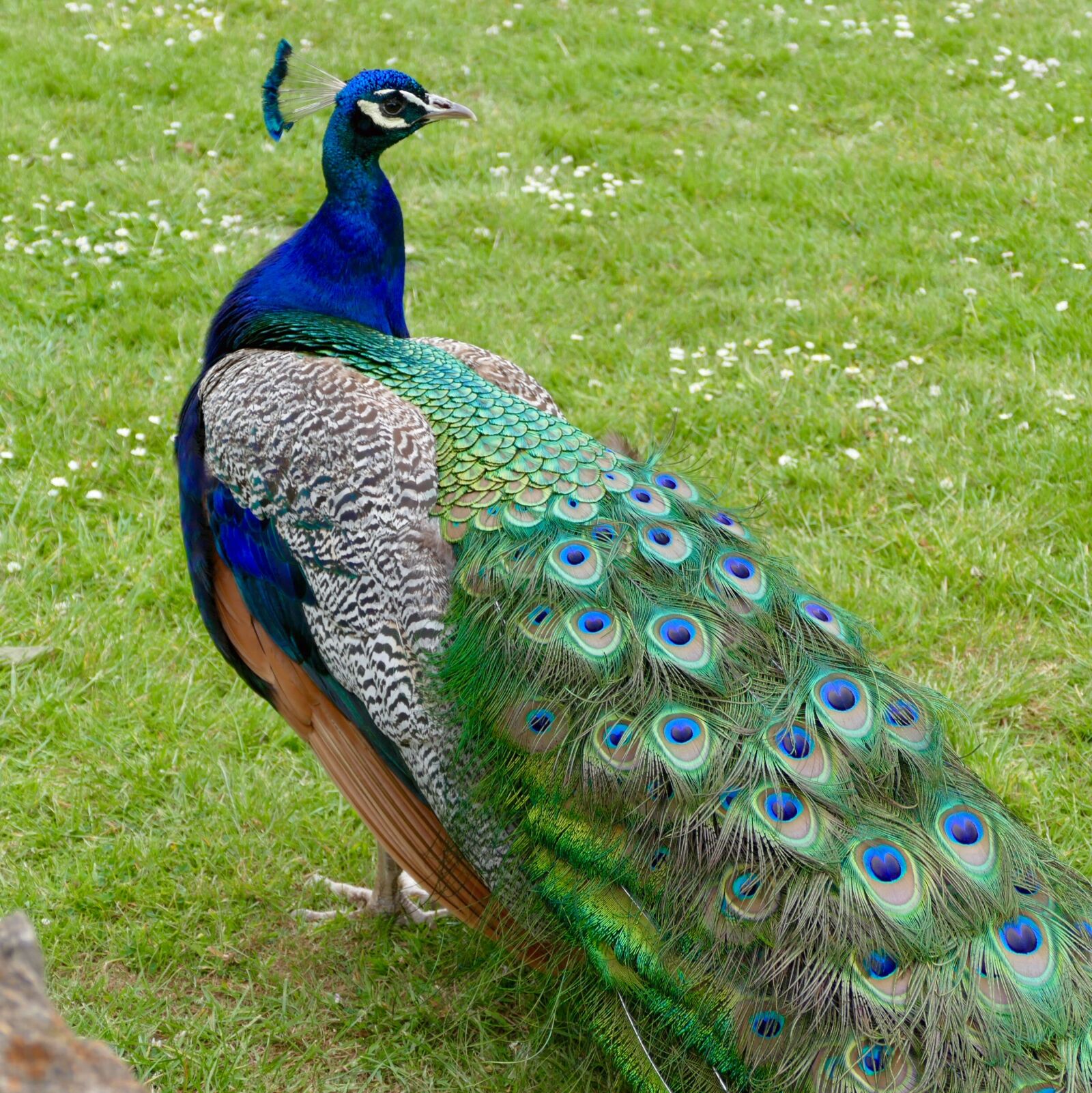 Panasonic Lumix DMC-FZ1000 sample photo. Bird, grand, peacock photography
