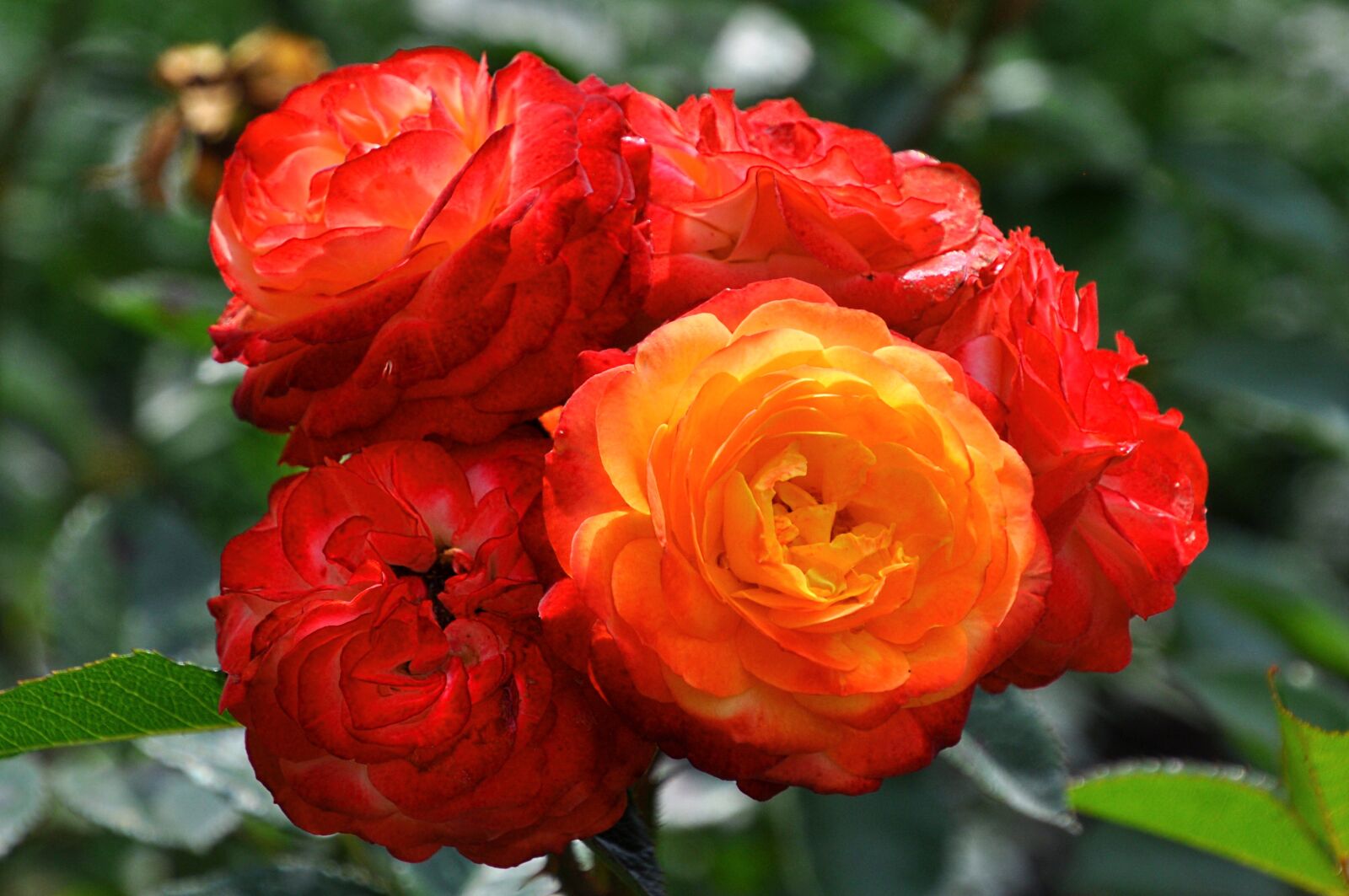 Nikon D5000 sample photo. Summer, flowers, rose photography