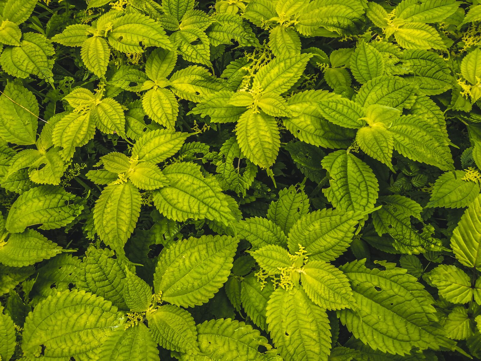 HUAWEI JKM-LX1 sample photo. Leaves, plant, green photography