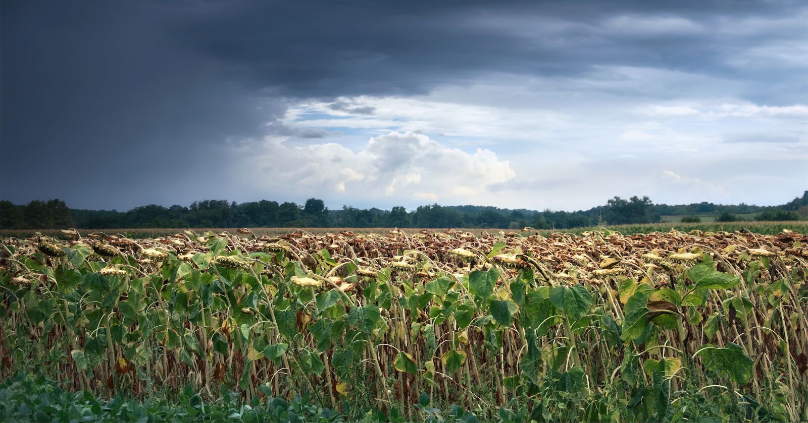 Nikon D90 sample photo. Storm, sunflowers, landscape photography