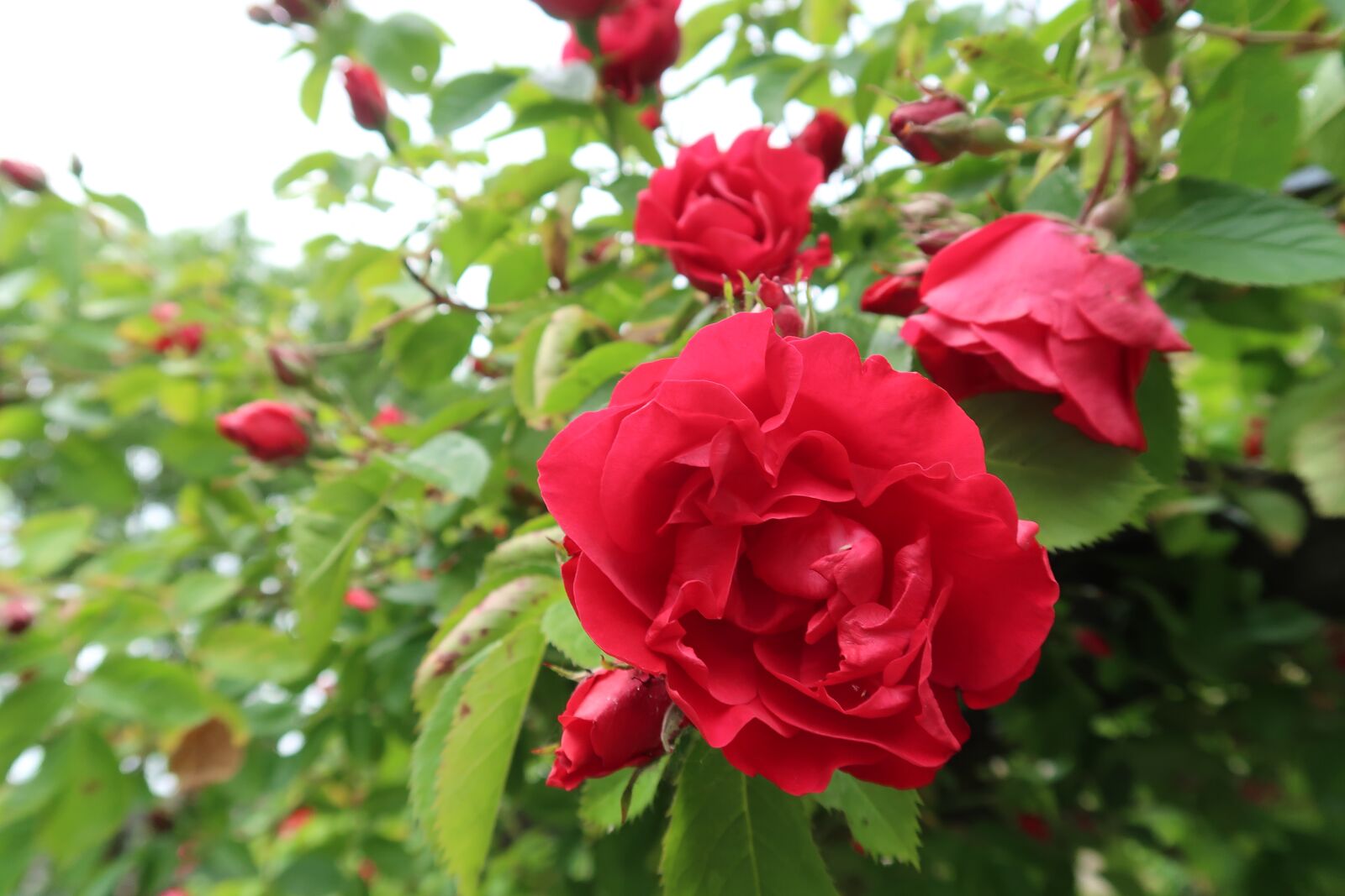Canon PowerShot G7 X Mark II sample photo. Rose, flower, bush photography