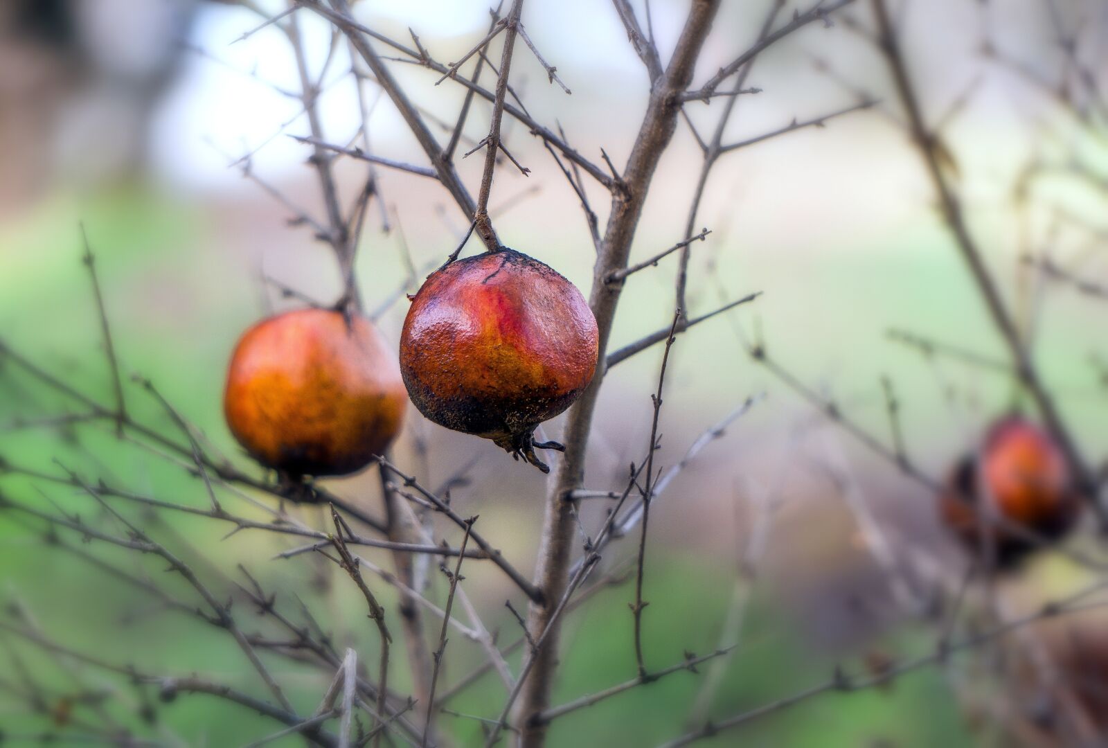 Sony E 55-210mm F4.5-6.3 OSS sample photo. Fruit, tree, nature photography