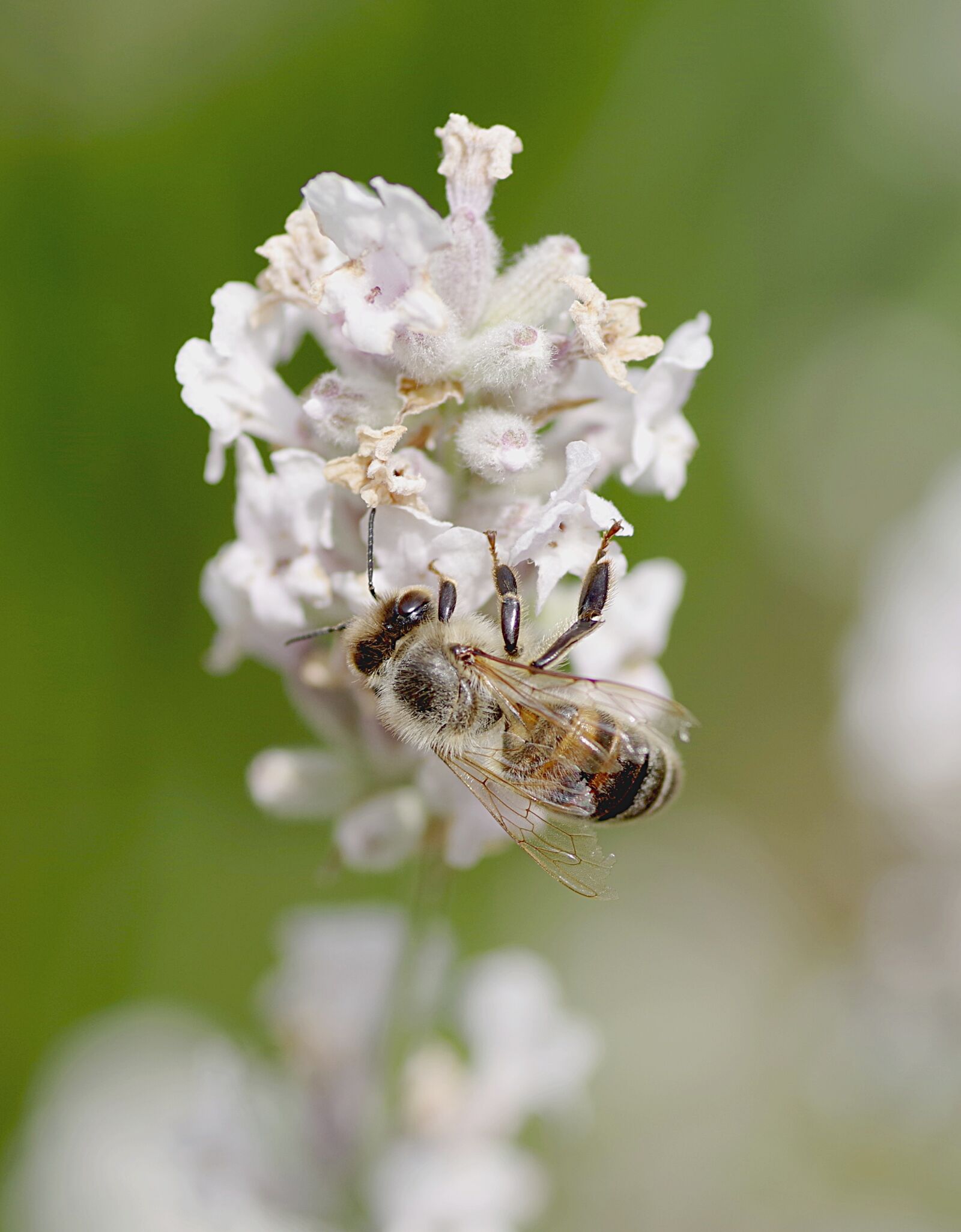 Pentax K-S2 sample photo. Bee, insect, pollinates photography