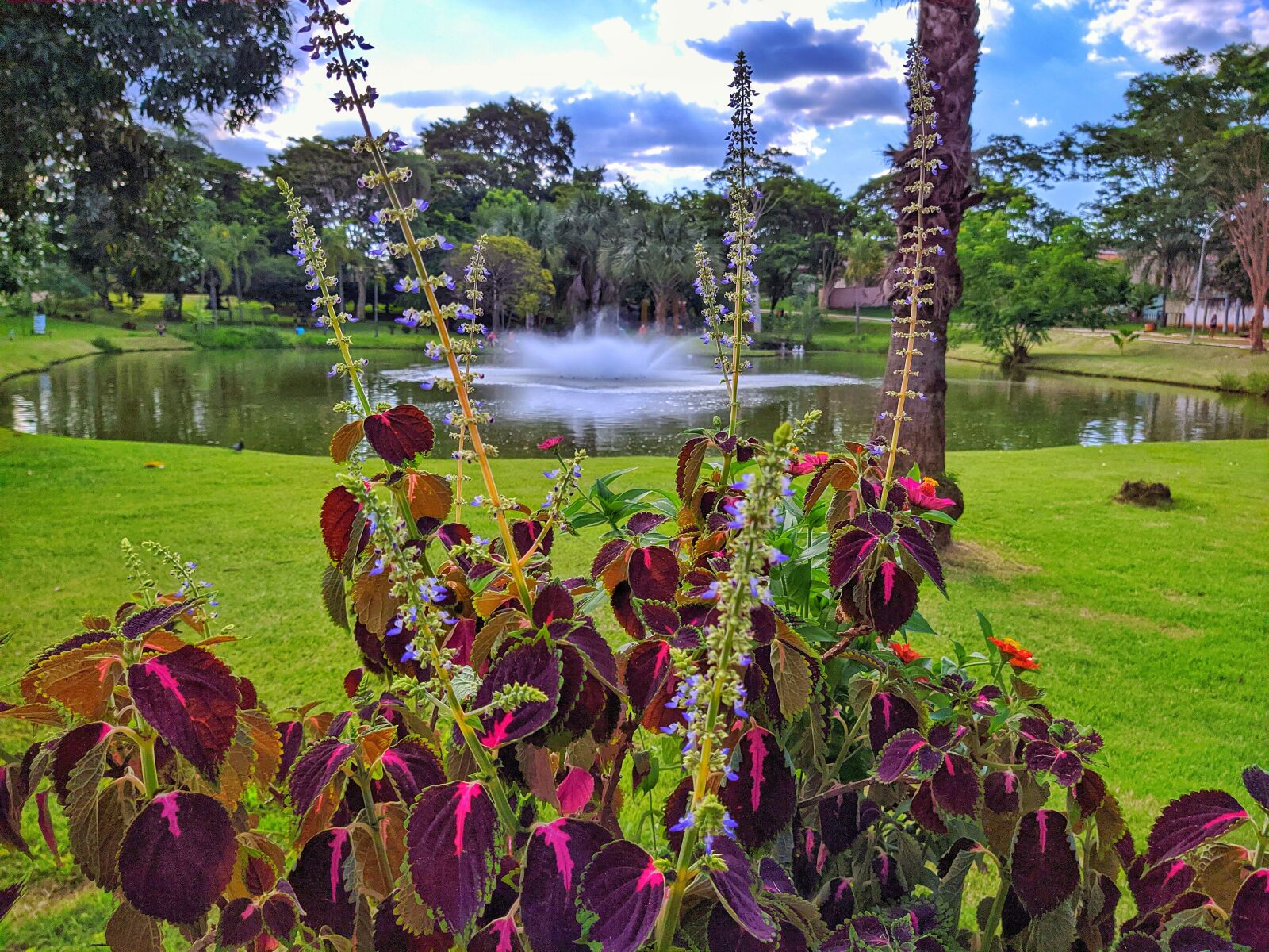 Motorola moto g(8) plus sample photo. Park, pond, green photography