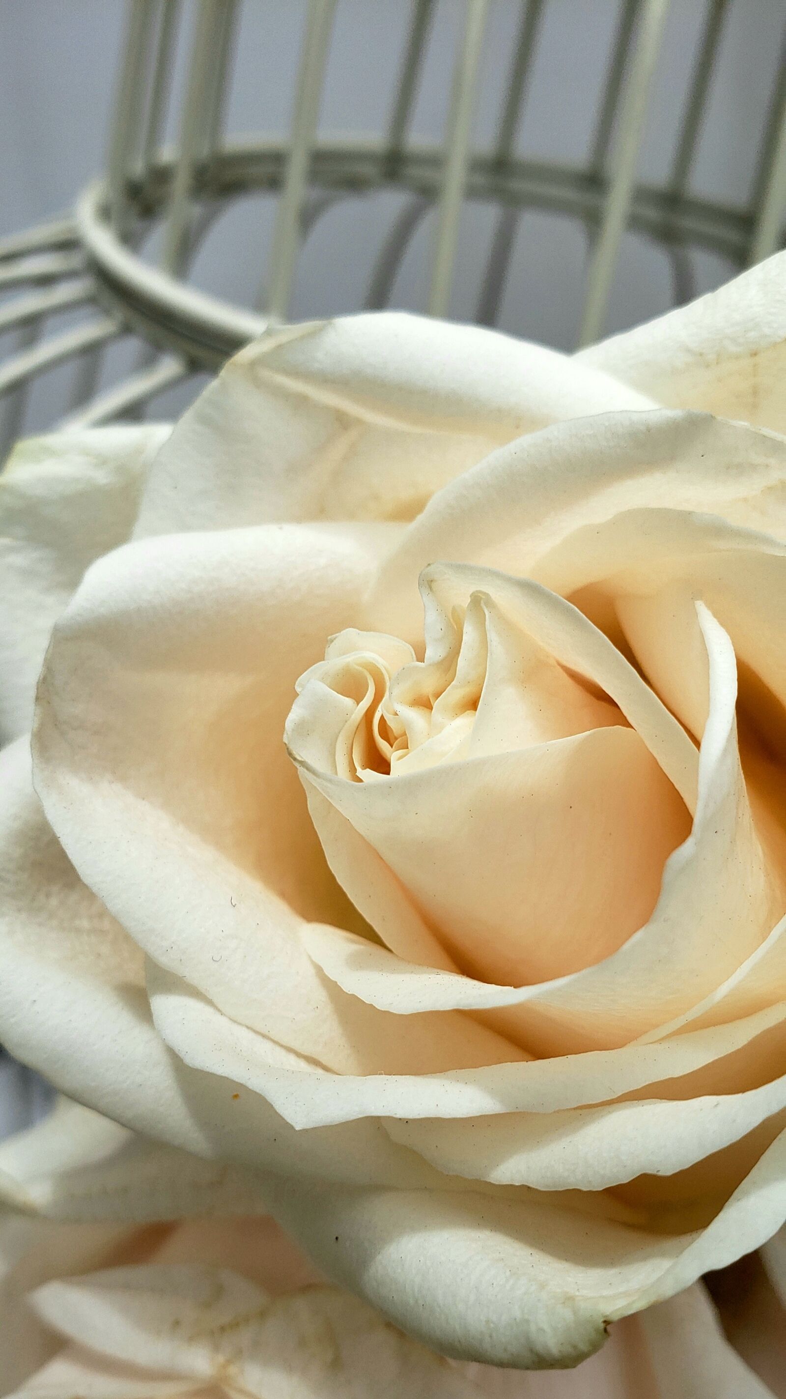 Samsung Galaxy S9 sample photo. Rose, petals, white photography