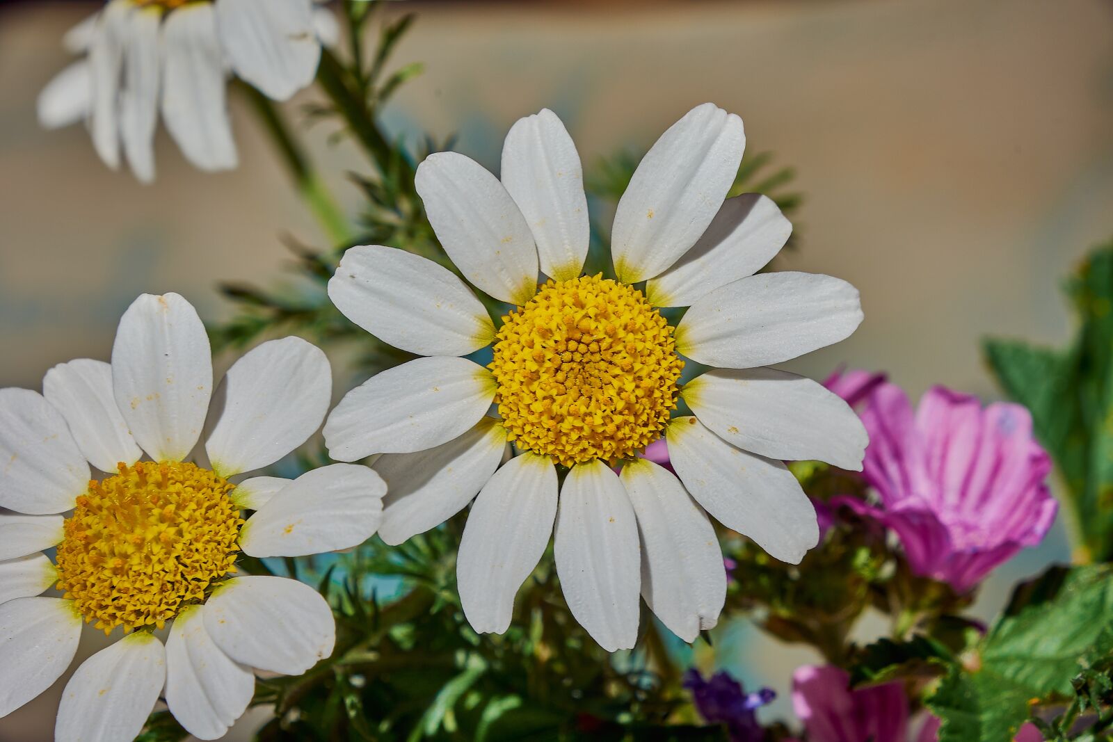 Nikon D7200 sample photo. Margaritas, flower, garden photography