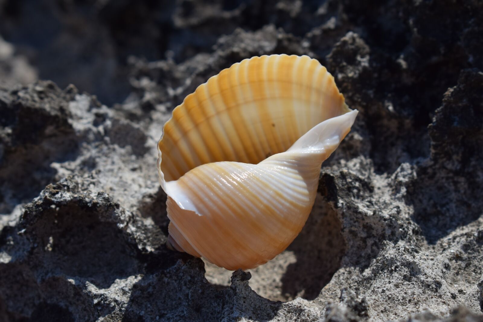 Nikon D3300 sample photo. Shell, beach, summer photography