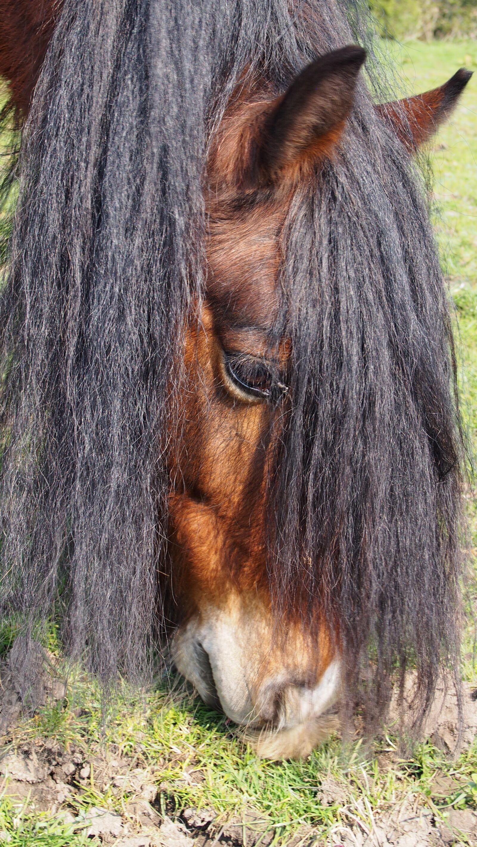 Olympus PEN E-PL5 sample photo. Mane, hair, horse photography