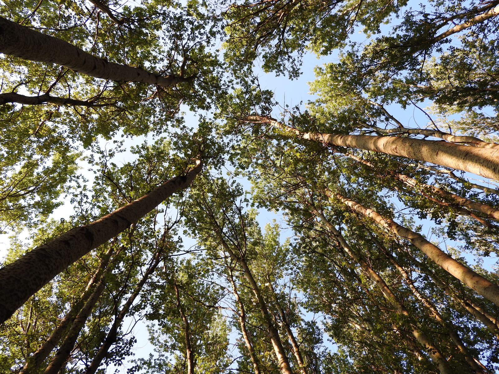 Nikon Coolpix P610 sample photo. Trees, angle, nature photography