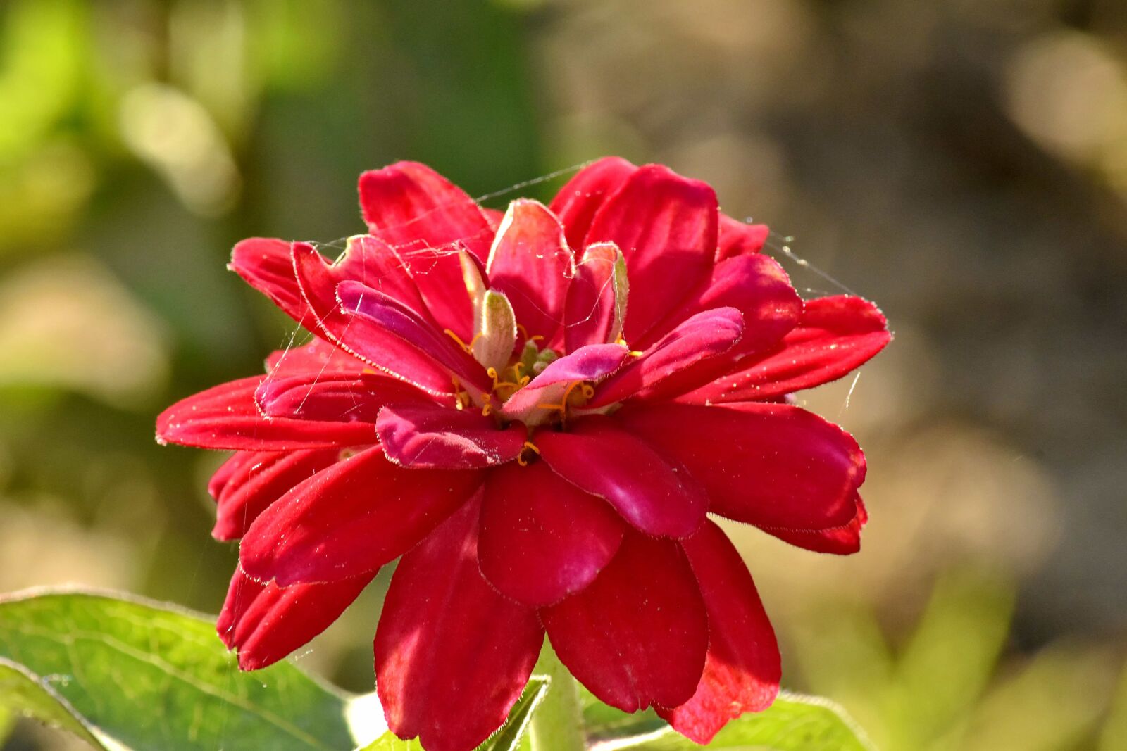 Nikon D5500 sample photo. Dahlia, flower bud, flower photography