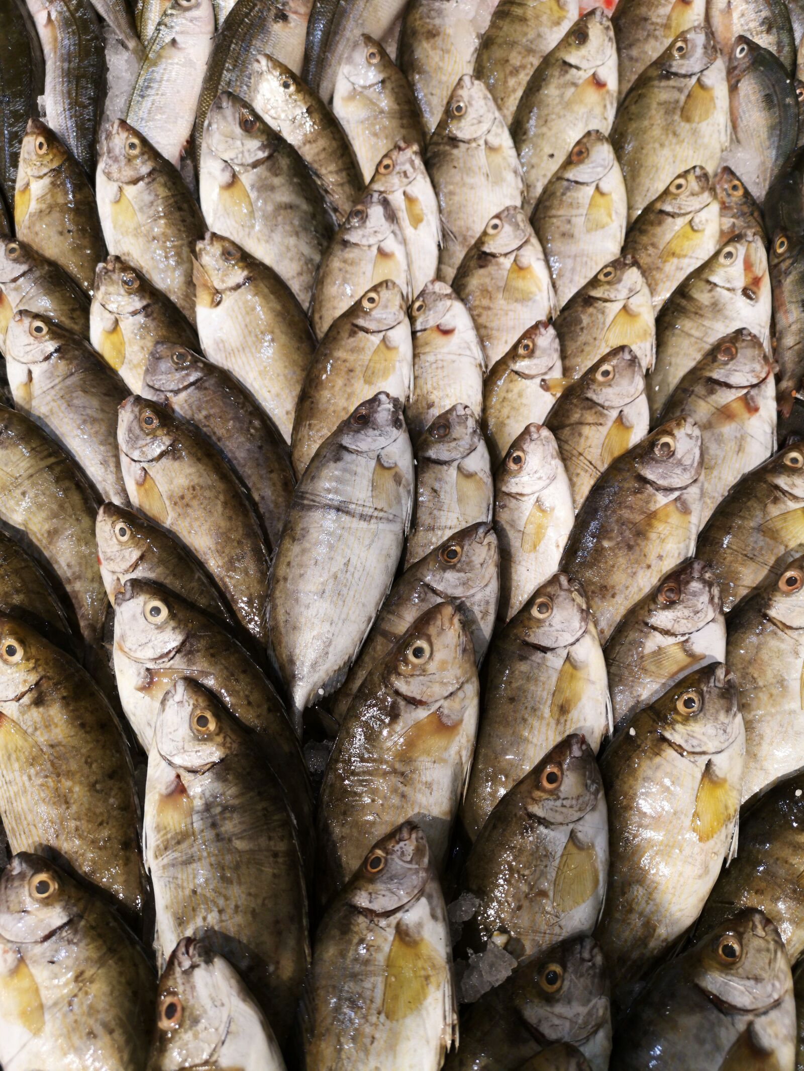 HUAWEI CLT-L09 sample photo. Fish, protein, food photography