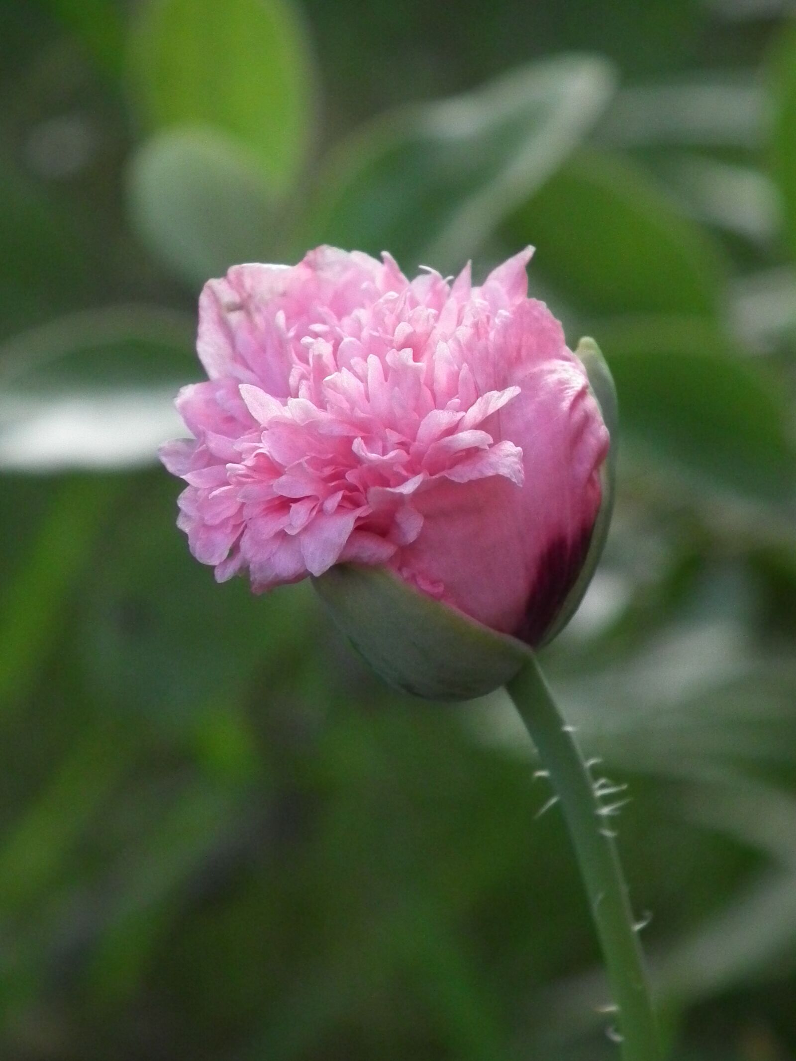 FujiFilm FinePix HS10 (FinePix HS11) sample photo. Poppy, pink, flower photography