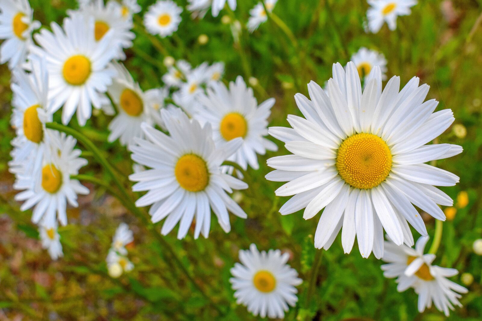 Nikon D5300 sample photo. Flowers, nature, chamomile photography