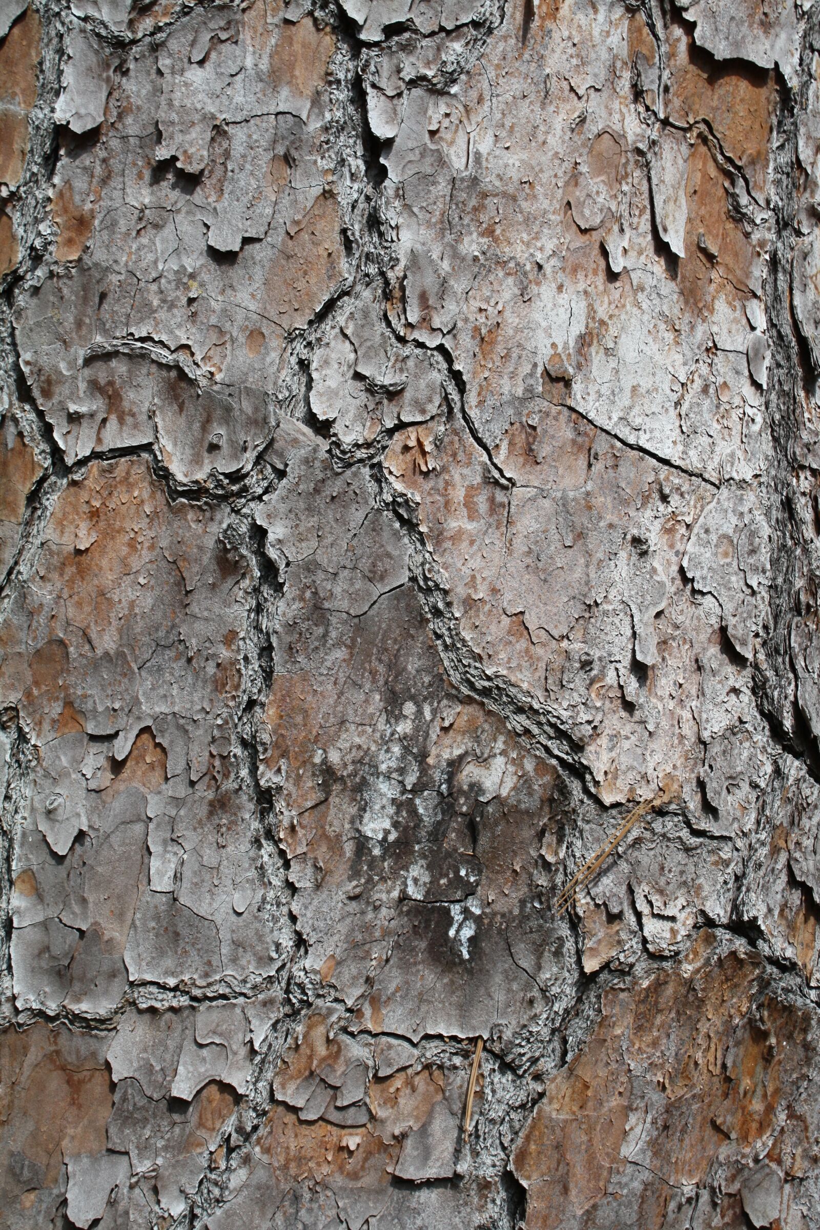Canon EOS 1000D (EOS Digital Rebel XS / EOS Kiss F) sample photo. Tree, bark, texture photography