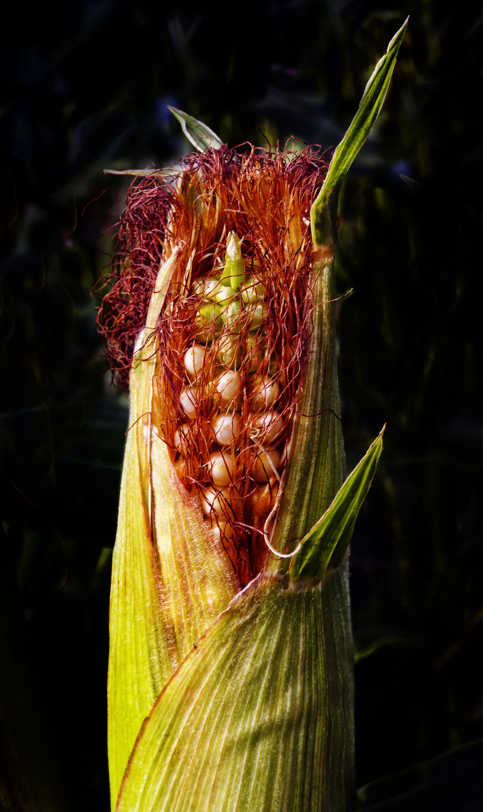 Panasonic Lumix DMC-FZ1000 sample photo. Corn, corn on the photography