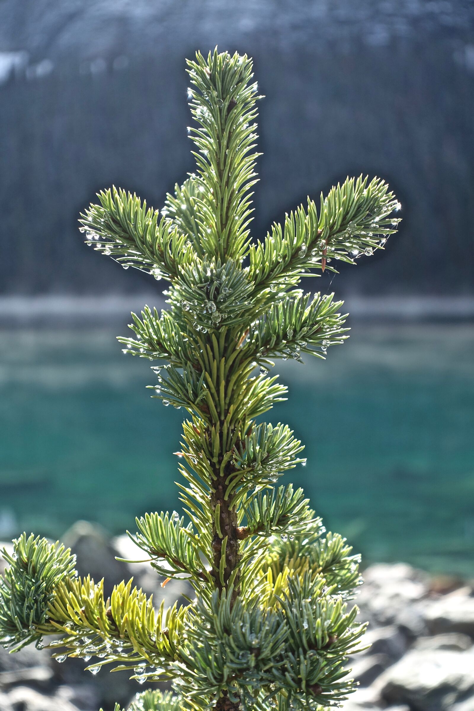 Sony Cyber-shot DSC-RX100 III sample photo. Pine, branch, tree photography