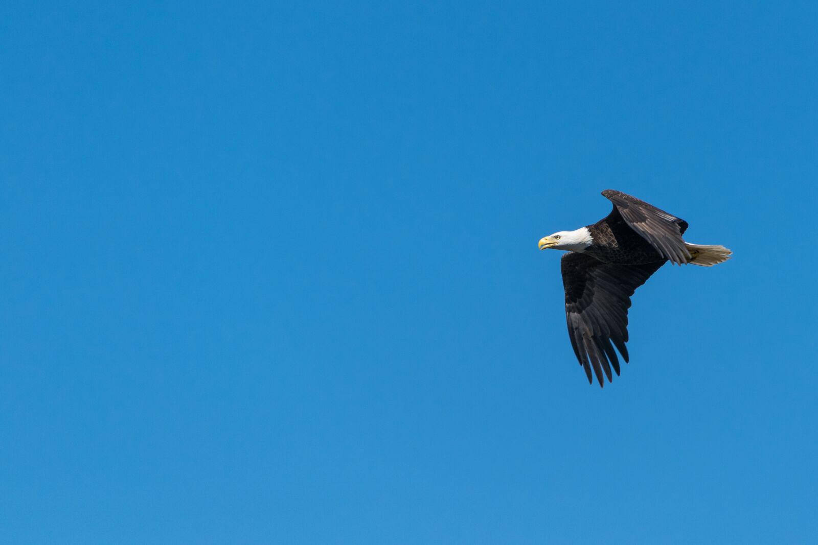 Nikon D3300 sample photo. Bird, flying, against, clear photography