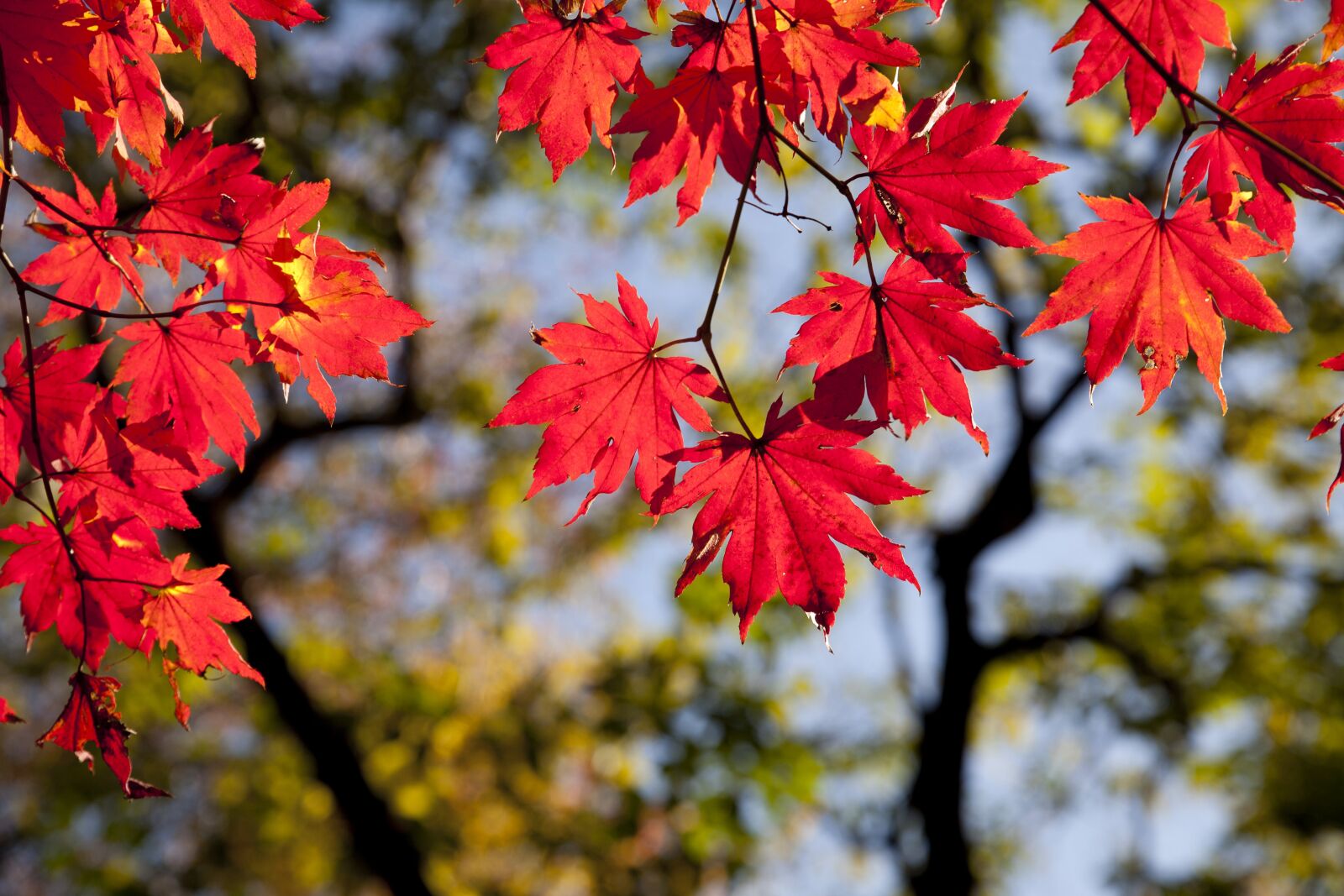 Canon EOS 5D sample photo. Autumn leaves, autumn, red photography