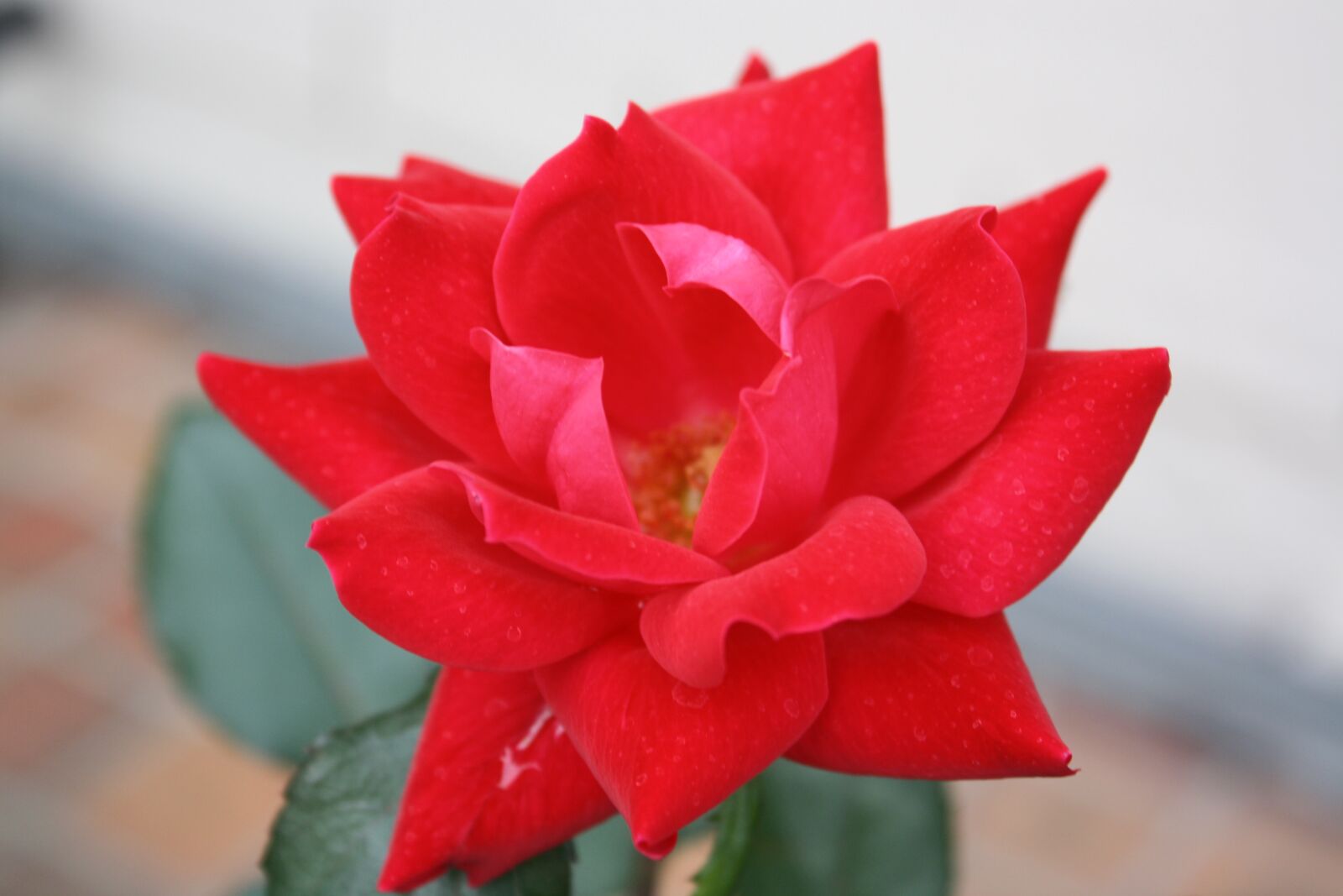 Canon EOS 1000D (EOS Digital Rebel XS / EOS Kiss F) sample photo. Rose, red, bloom photography