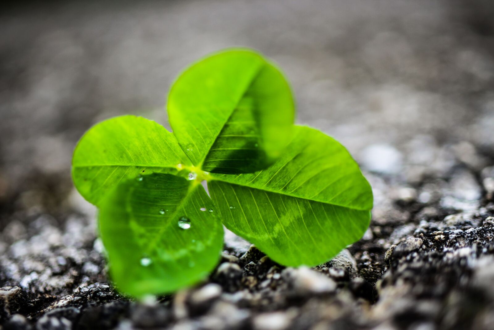 Canon EF-S 35mm F2.8 Macro IS STM sample photo. Four leaf clover, nature photography