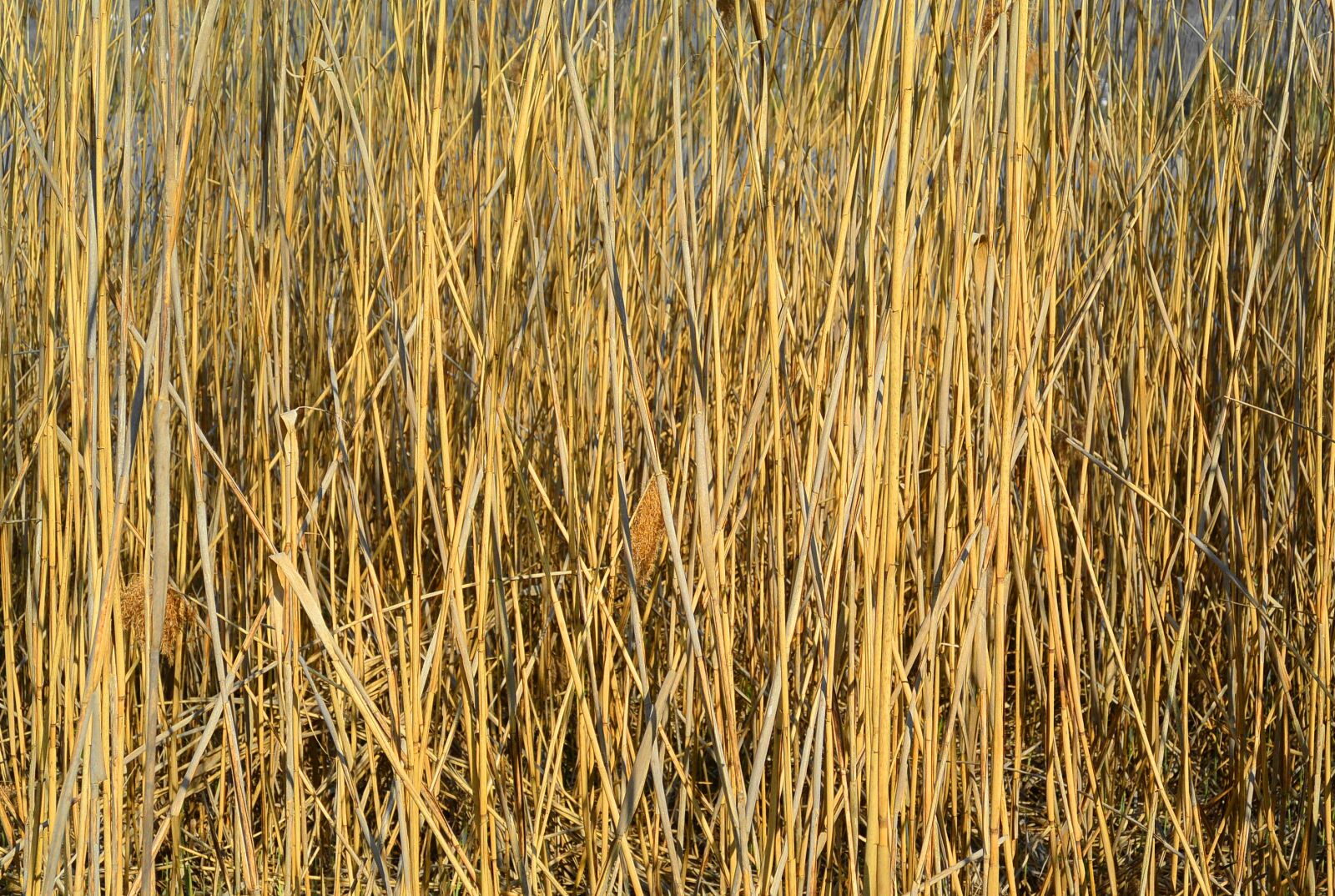 Nikon 1 S1 sample photo. Reed, nature, pond plant photography