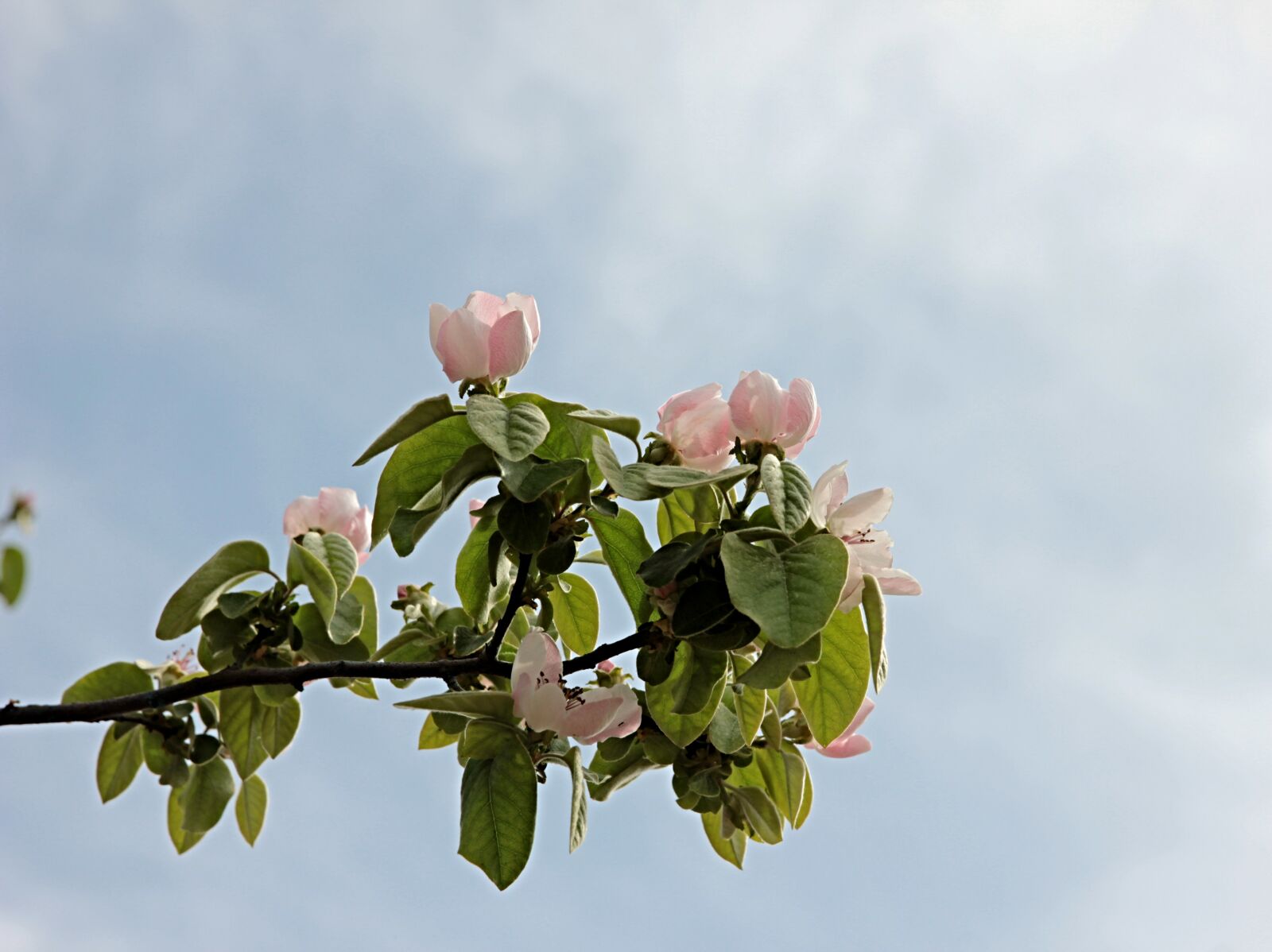 Canon EF 24-70mm F2.8L II USM sample photo. Quince blossom, spring, plant photography