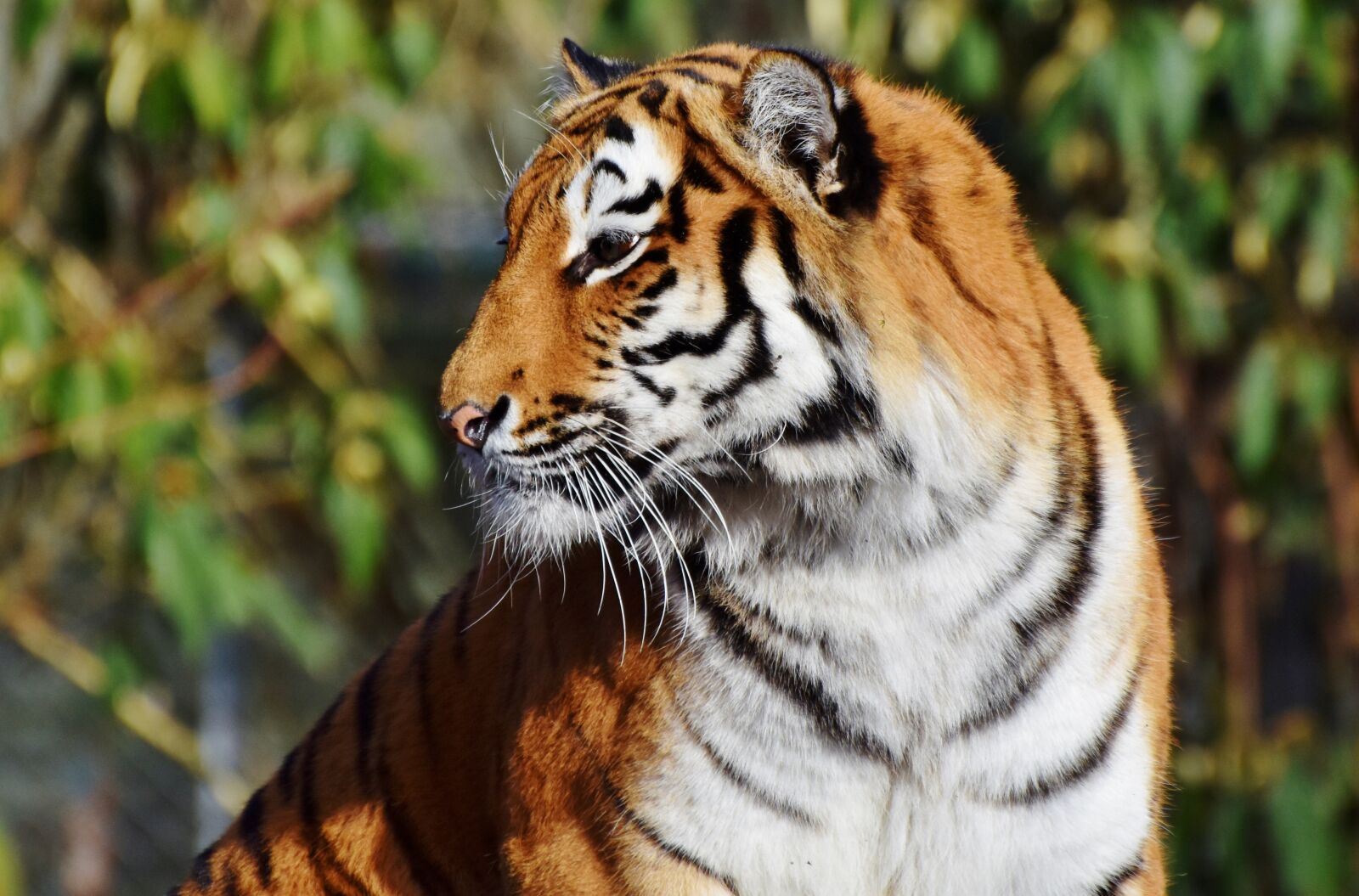 Nikon D7200 sample photo. Tiger, big cat, predator photography