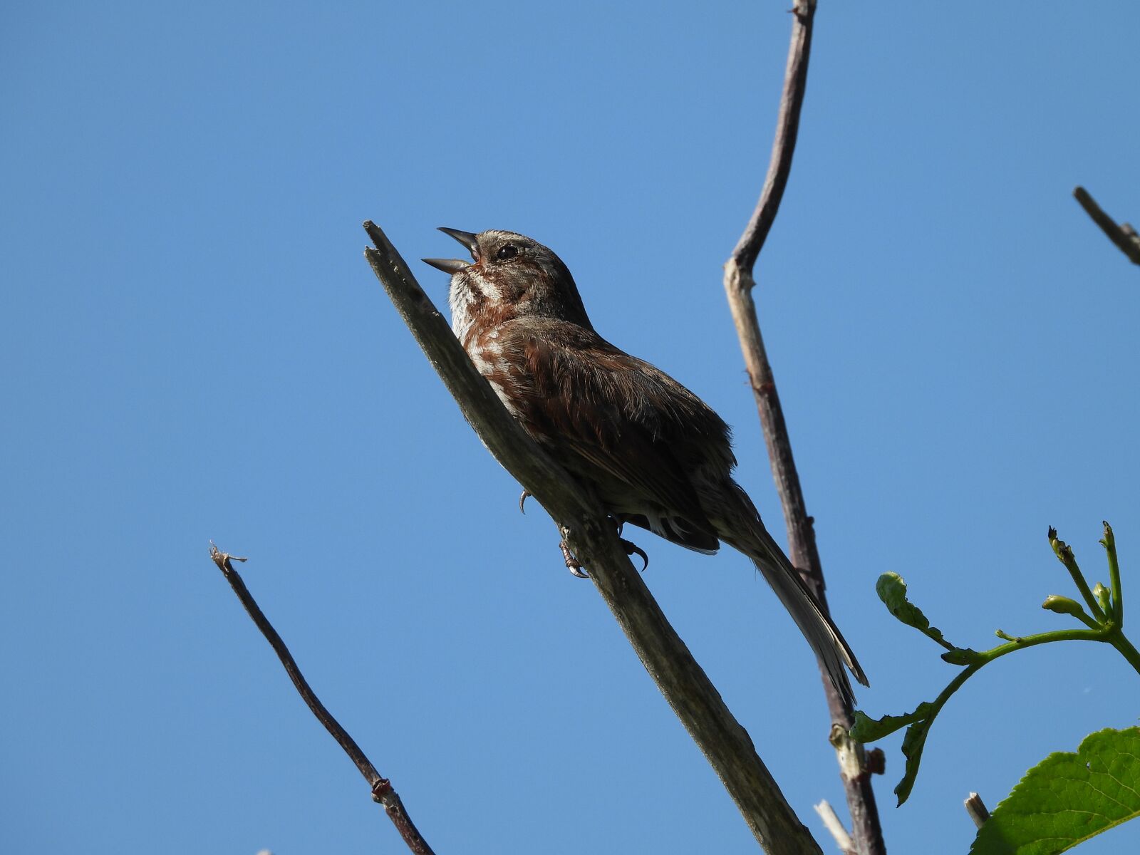 Nikon Coolpix P1000 sample photo. Song sparrow, bird, animal photography