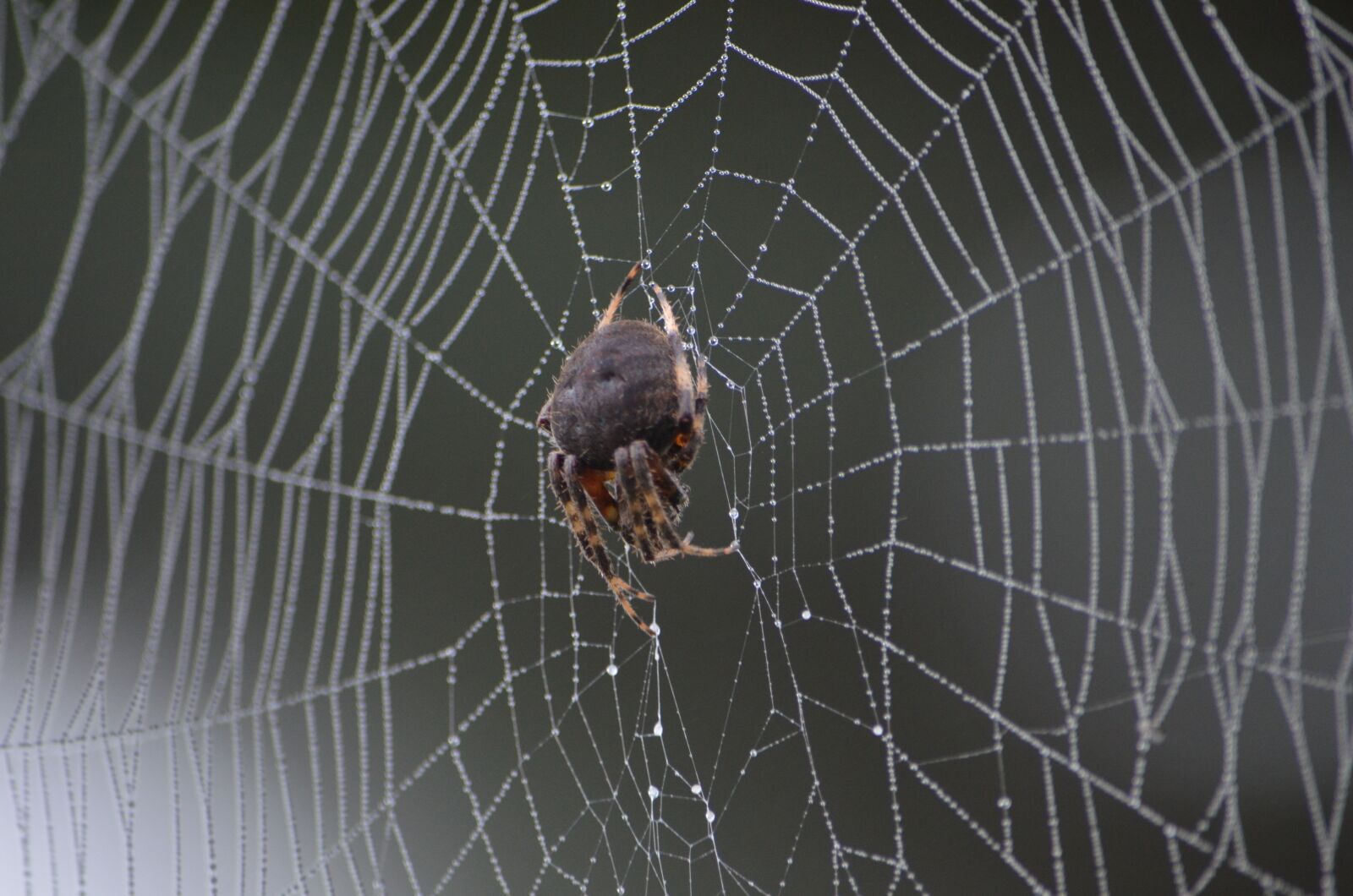 Nikon D7000 sample photo. Spider, web, water photography
