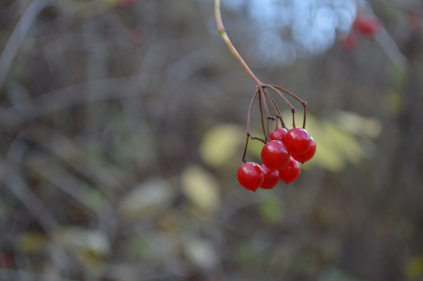 Nikon D3200 sample photo. Nature, autumn, red photography