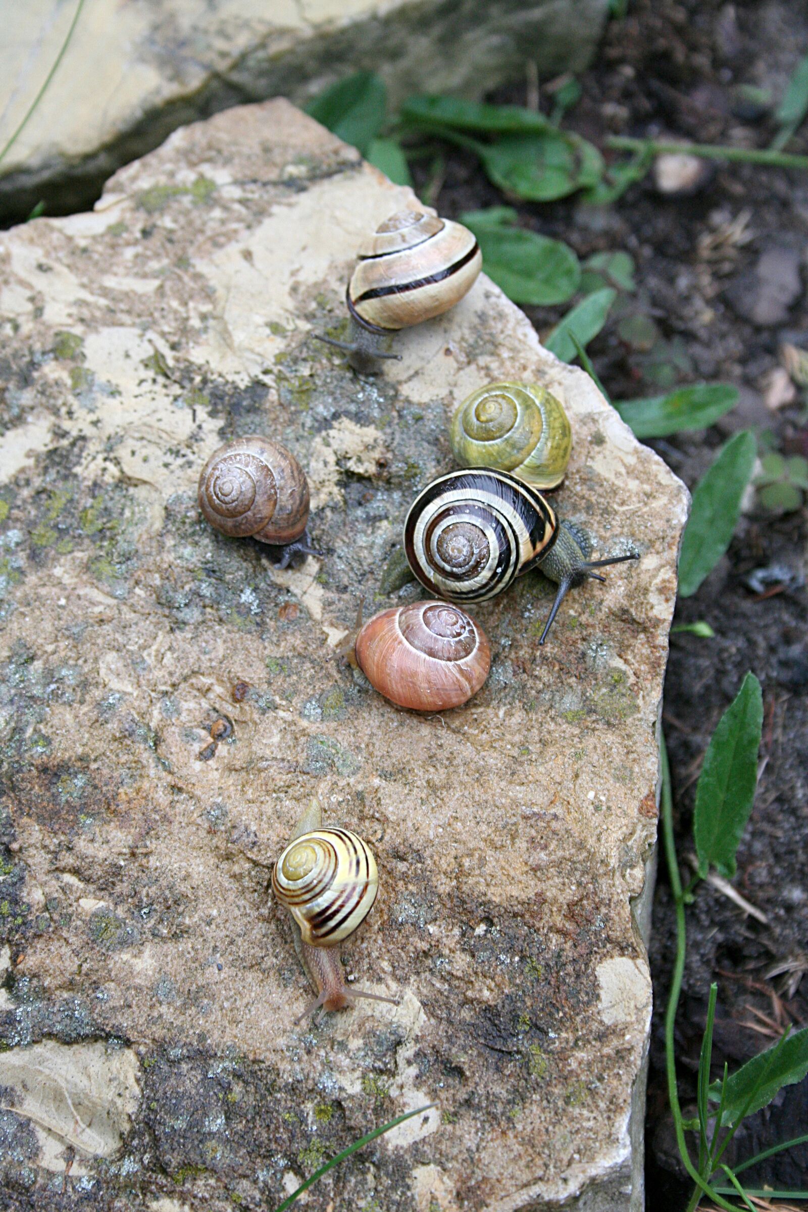 Canon EOS 350D (EOS Digital Rebel XT / EOS Kiss Digital N) sample photo. Snails, seashell, rain photography