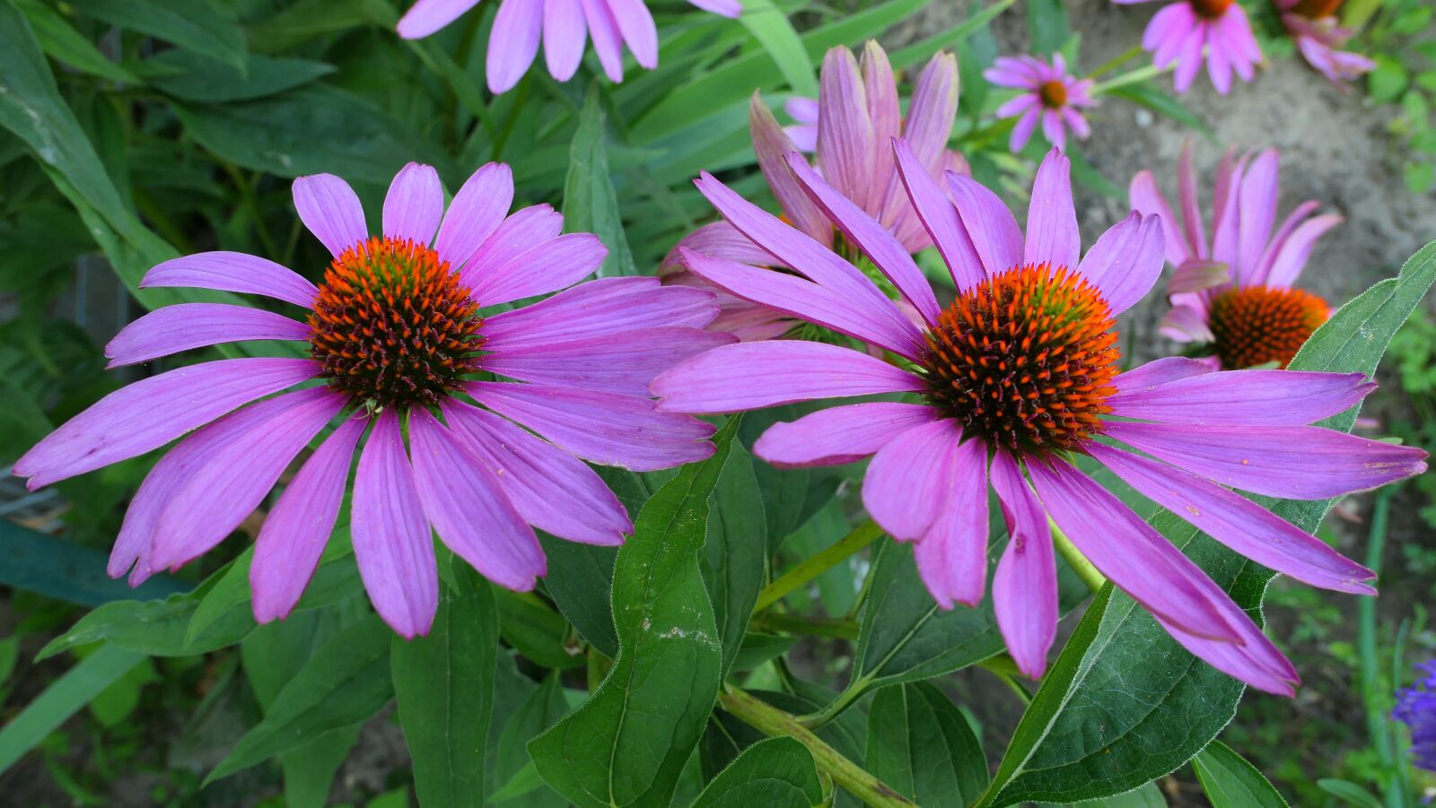 Panasonic Lumix DMC-LX10 (Lumix DMC-LX15) sample photo. Purple coneflower, flower, garden photography