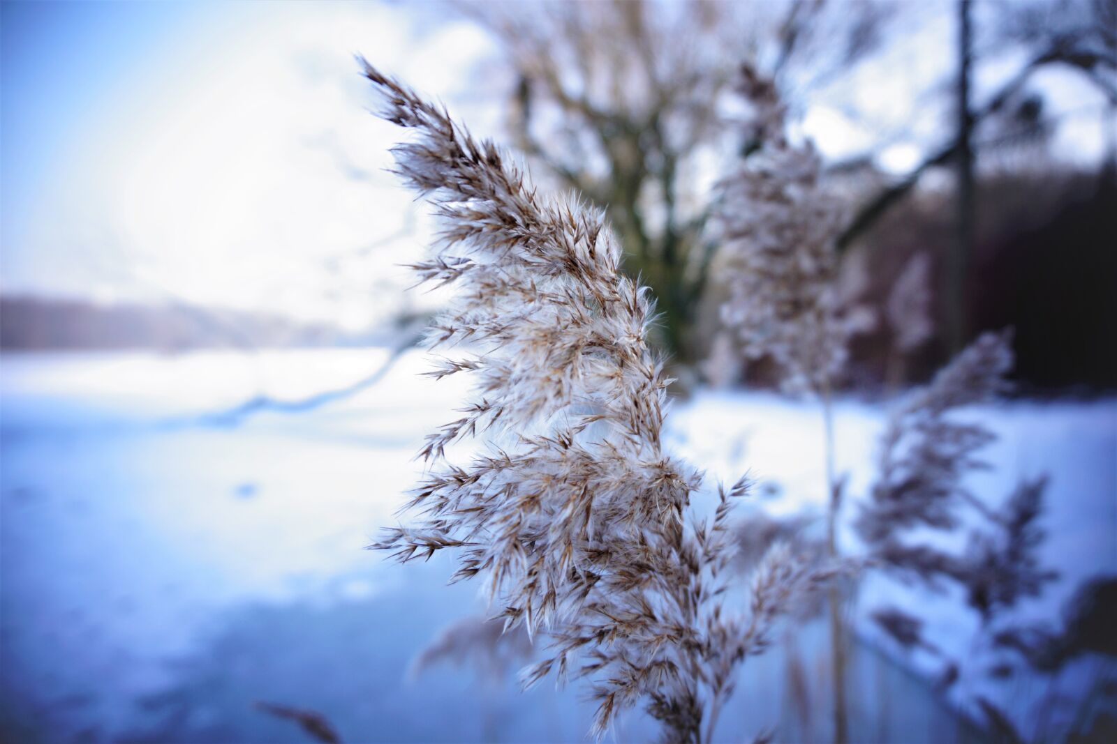 Sony a6000 sample photo. Frozen, lake photography