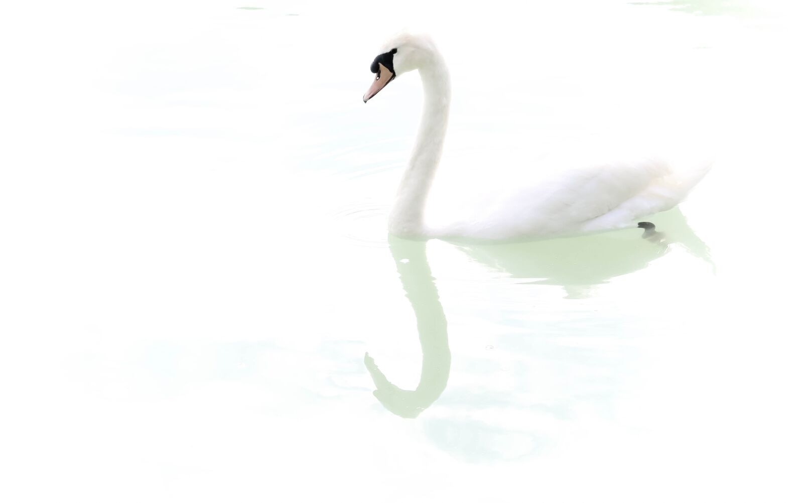 Canon EF-S 18-200mm F3.5-5.6 IS sample photo. Swan, white, bird photography