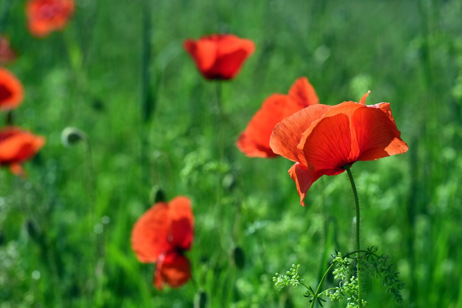 Nikon D3300 sample photo. Opium poppy, field, summer photography