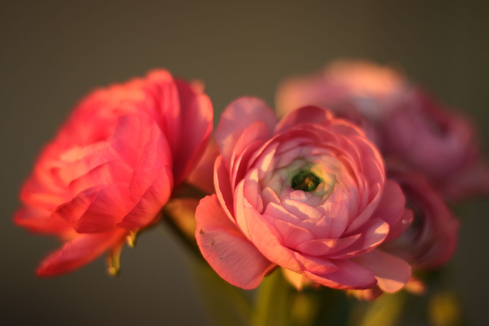 Canon EOS 7D Mark II sample photo. Flowers, buttercups, pink photography