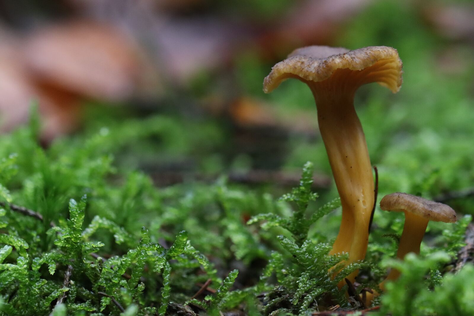 Canon EOS 250D (EOS Rebel SL3 / EOS Kiss X10 / EOS 200D II) sample photo. Mushroom, chanterelle, chanterelles photography