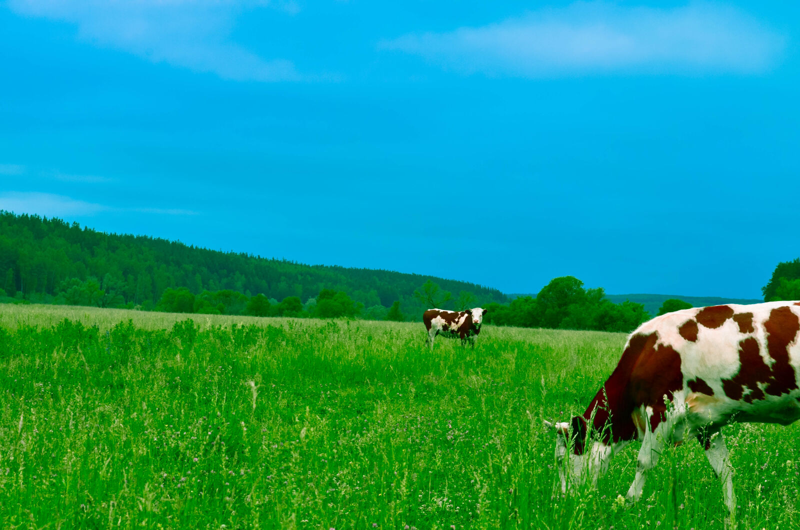 Nikon D5100 sample photo. Cows, grazing, on, field photography