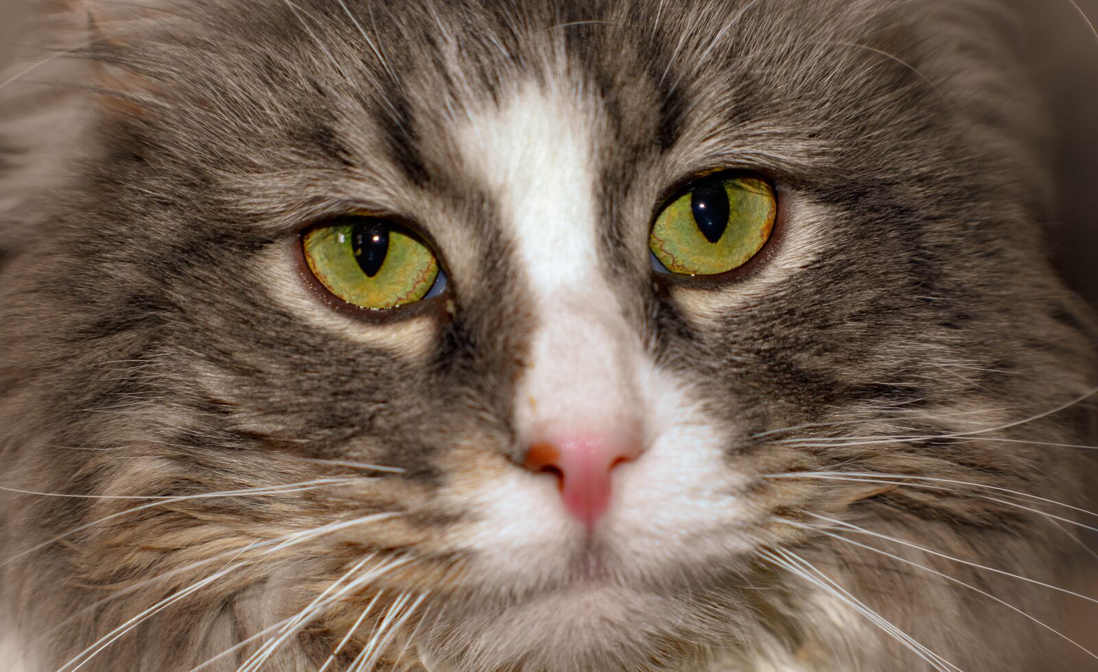 Nikon D3400 sample photo. Cat, feline, pet photography