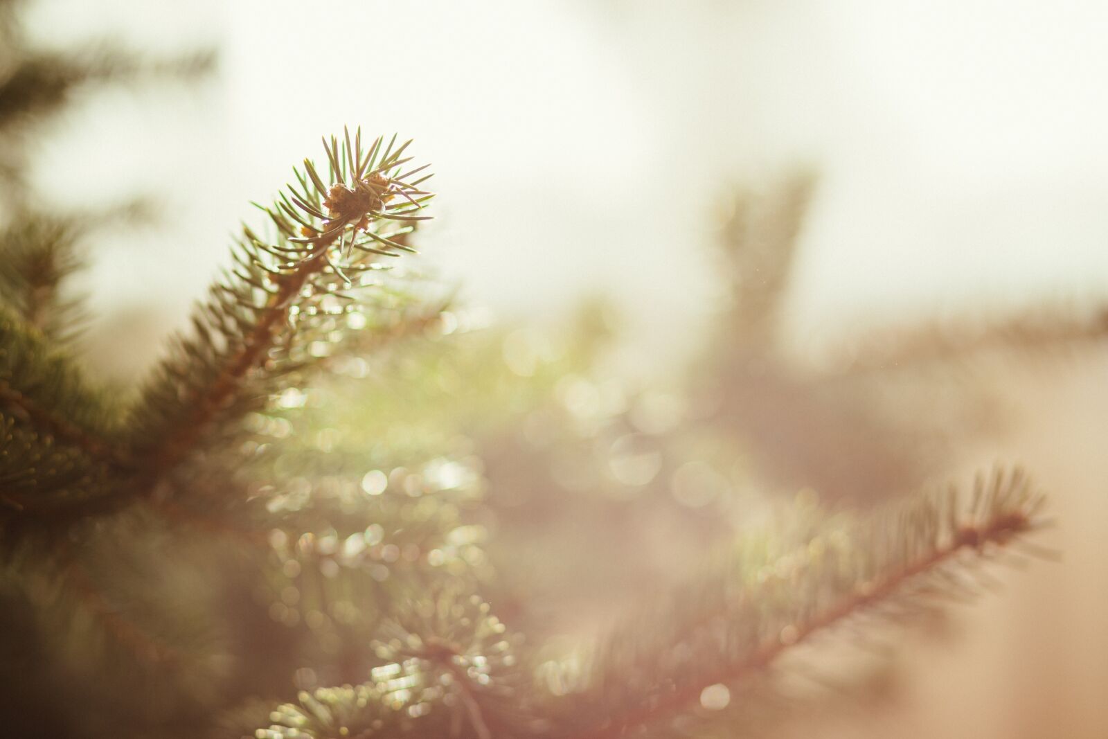 Canon EF 85mm F1.8 USM sample photo. Nature, background, botanical photography