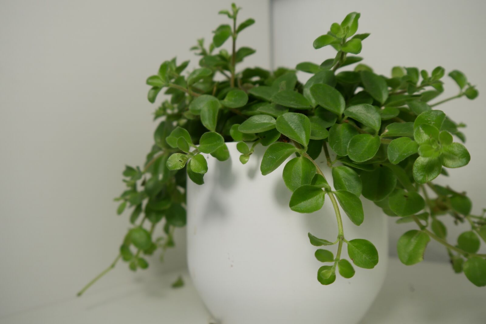 Panasonic DMC-G70 sample photo. Houseplant, incomplete, green photography